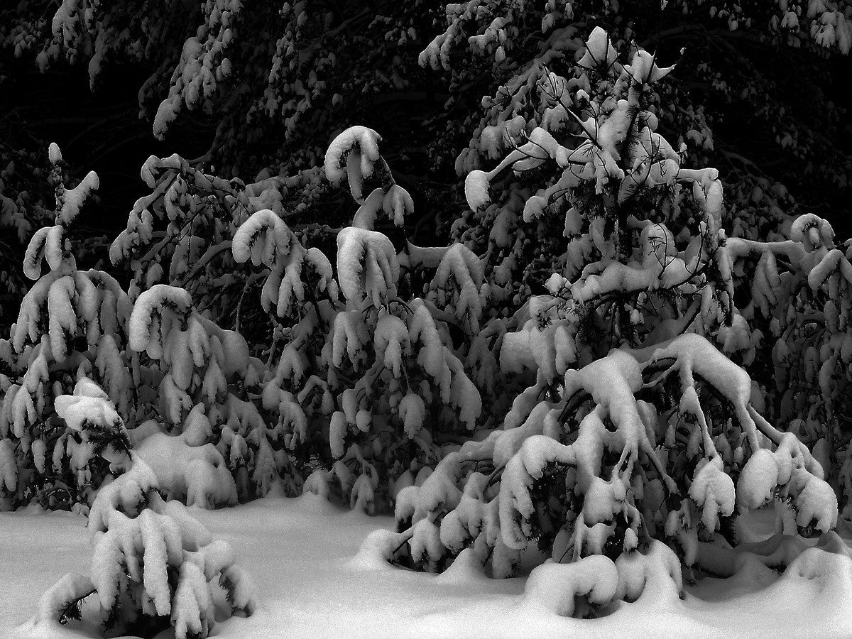 Die Königin und ihr Gefolge des Hofes ***