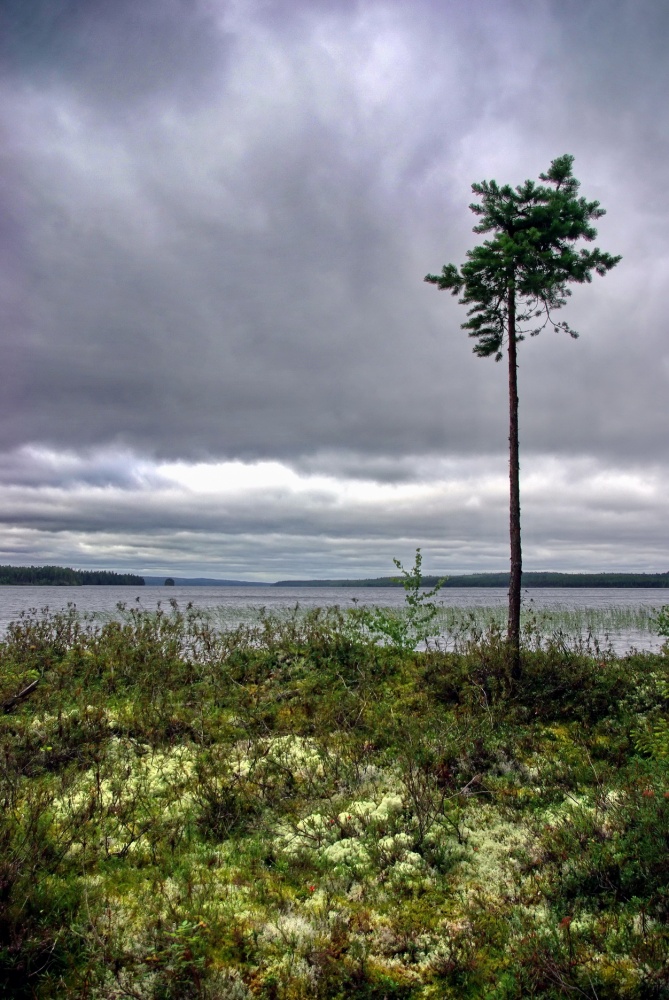 Im Norden der wilde ...