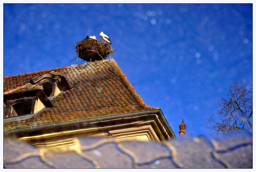 über die Störche im Elsass