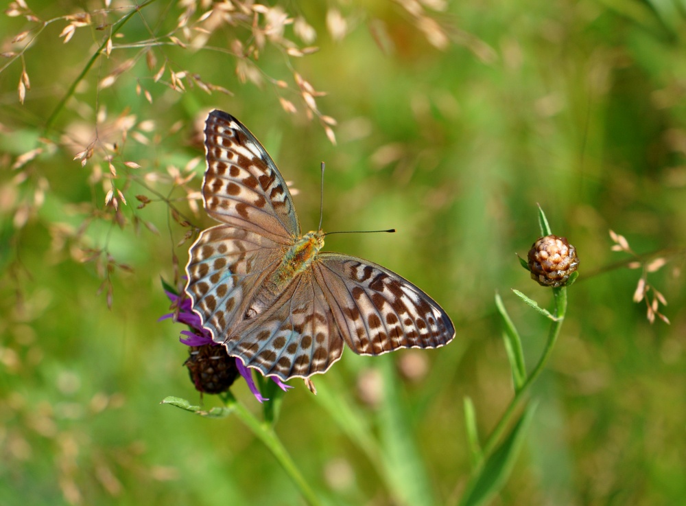 Perlamutrovka große (Argynnis paphia)