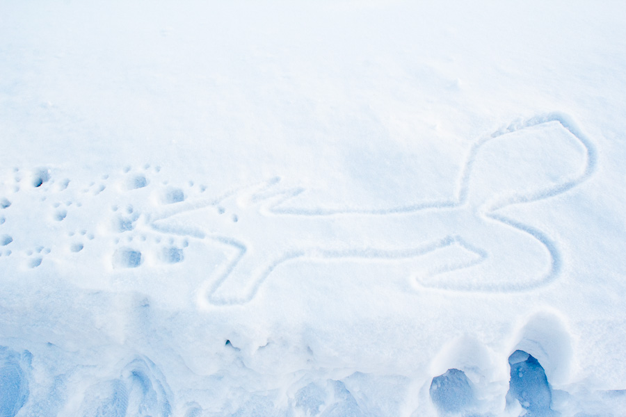 Fox attackiert auf der Spur