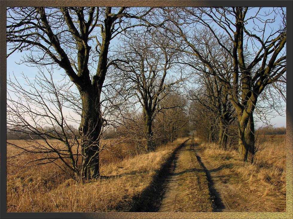 Feldweg mit Kastanien