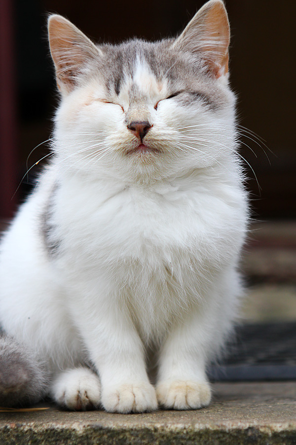 SmoTönung das Kätzchen