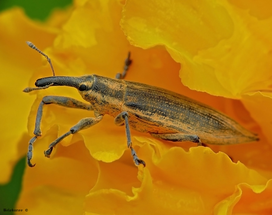 Weevil Frachnik gewöhnlichen Lixus iridis