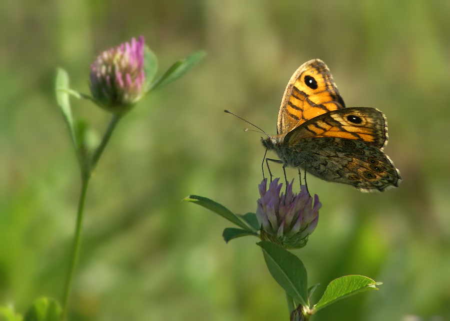 Buroglazka Spitzmaus