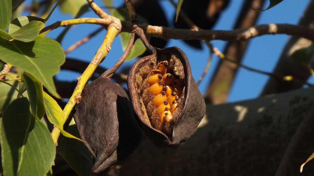 SPRING Preisgeld: -))