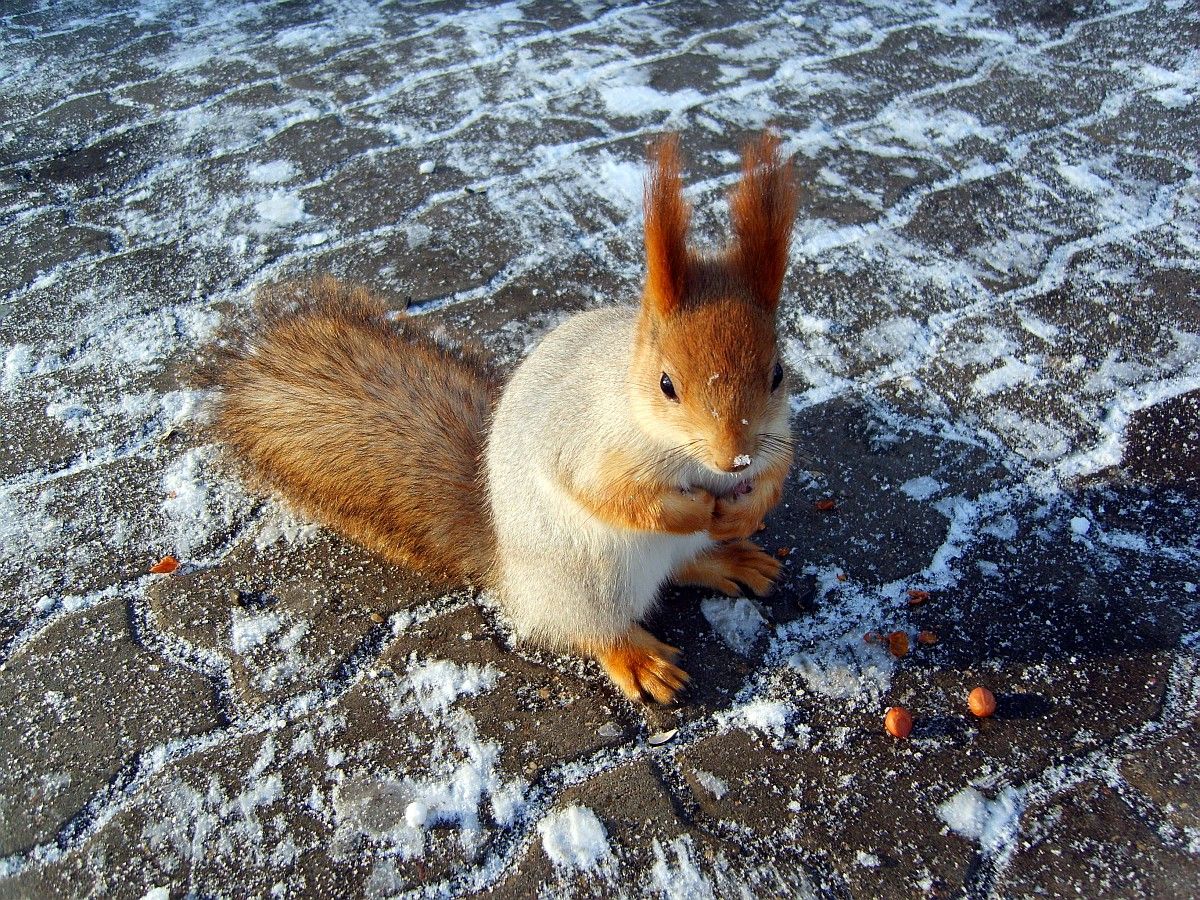 Und eine Schneeflocke auf der Nase ...