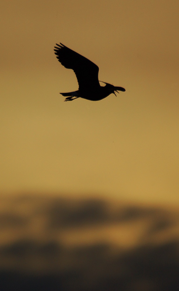 Fliegen über dem Nest ...