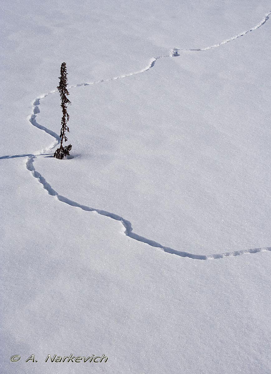 Es incognizant auf ....