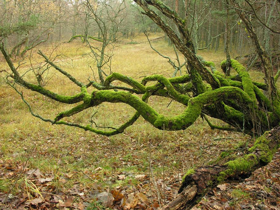 Alten Wald Tintenfisch