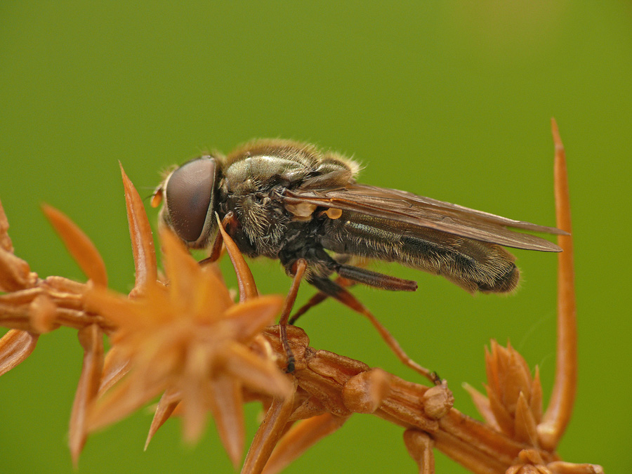 Fly - zhurchalka Cheilosia latifrons