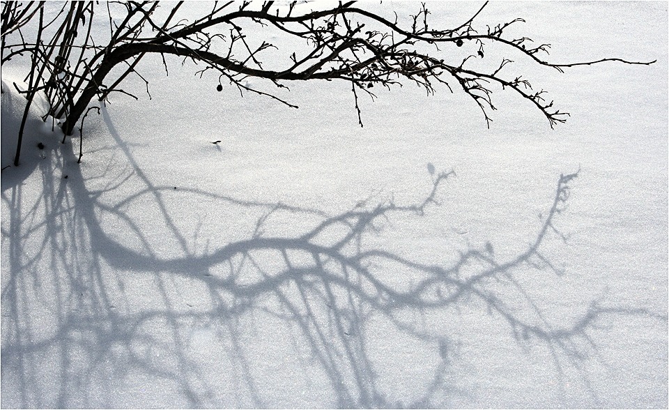 Zweige, die Schatten ...