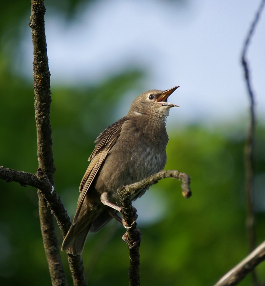 Meine Mutter - ah - ah!