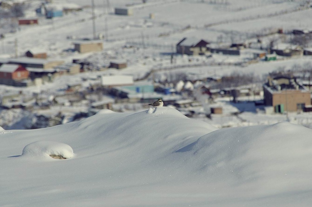 Finden Sie einen Vogel)))