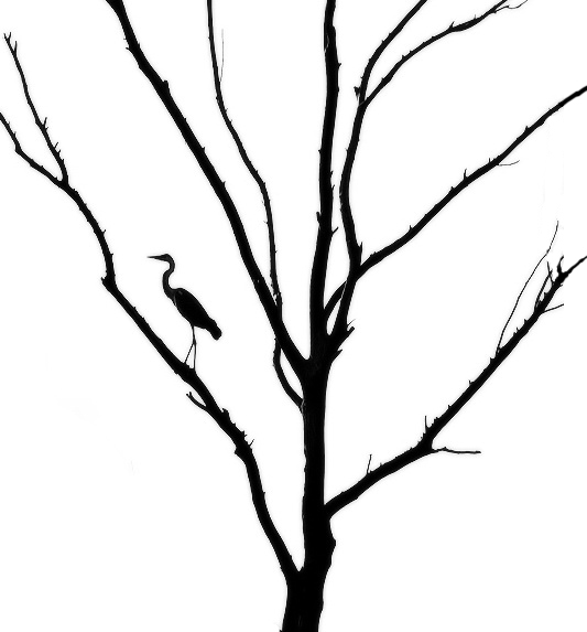 Study Natur in Schwarz-Weiß II