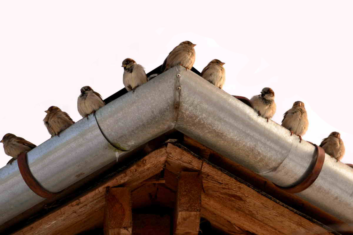 Die lokalen Behörden :)