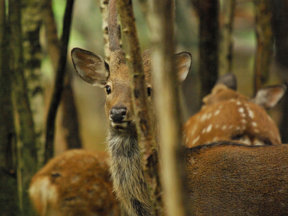 Das Oberhaupt der Familie.