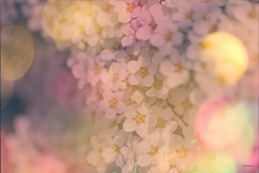 Träumen des Frühlings