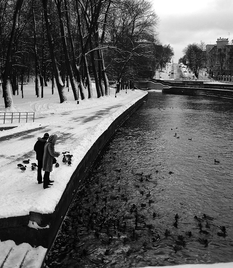 Die Fütterung der Enten.