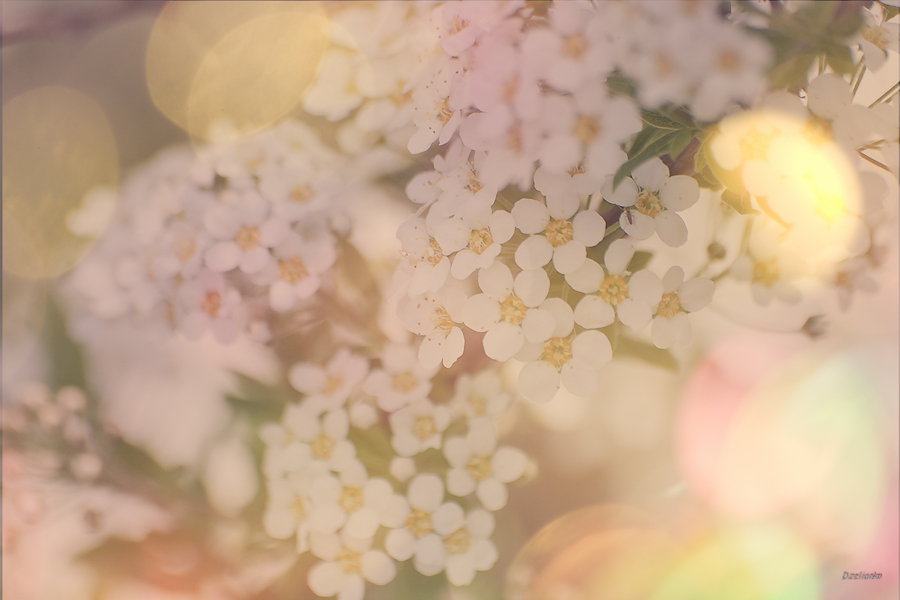 Träumen des Frühlings Nr. 2