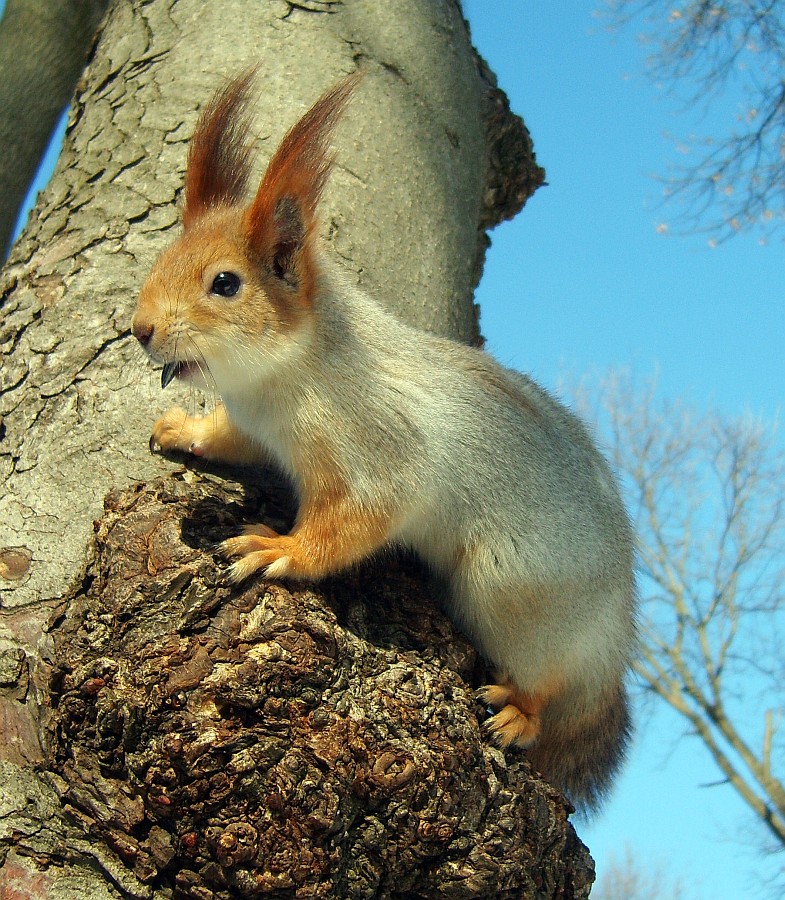 Ein Liebhaber von Saatgut