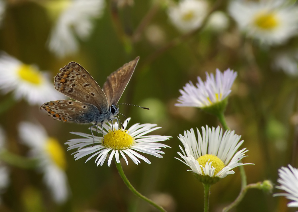 Blumen und Schmetterling