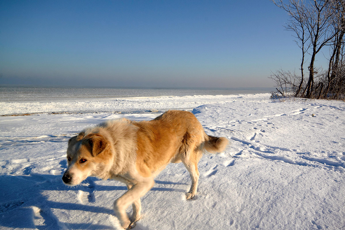Red Dog Laufen am Rand des Meeres.