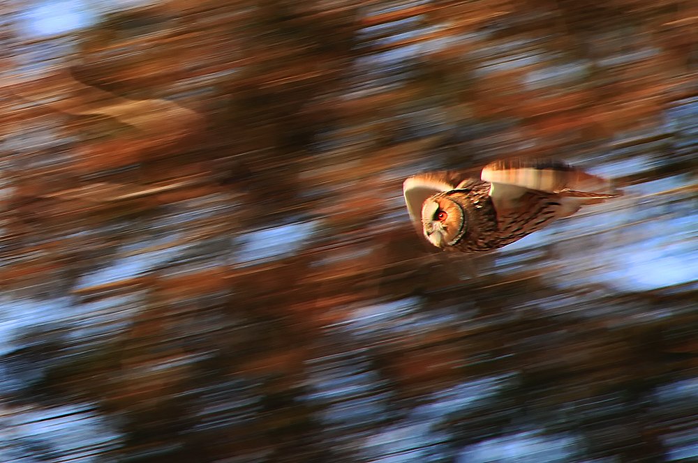 Schneller als der Wind.