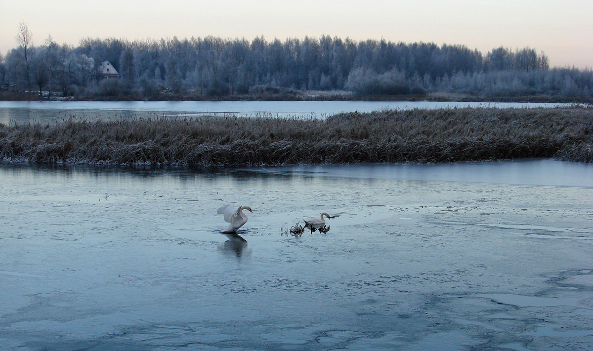 Es gibt Fisch, und Bo!