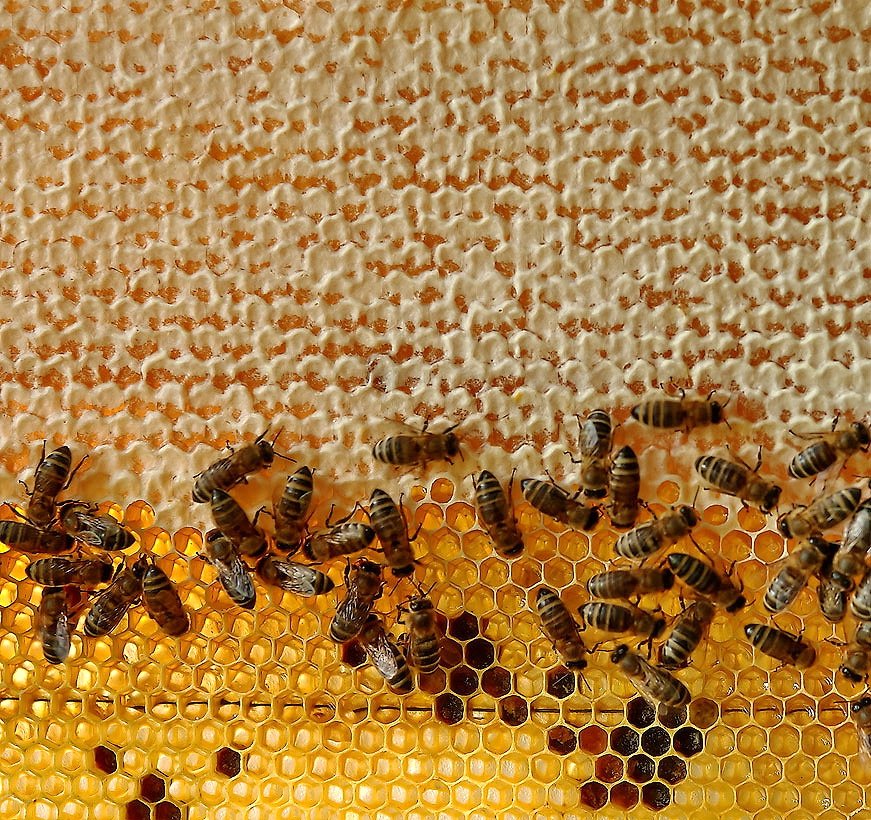 Über Bienen, Waben-und Geometrie ...