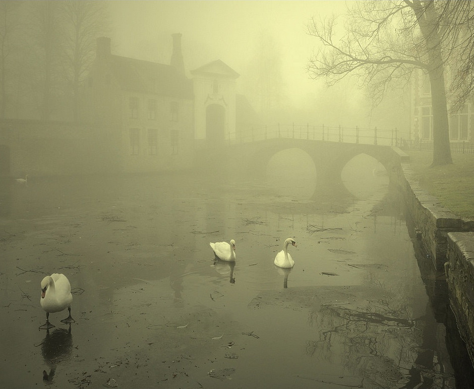 Swans in the fog.