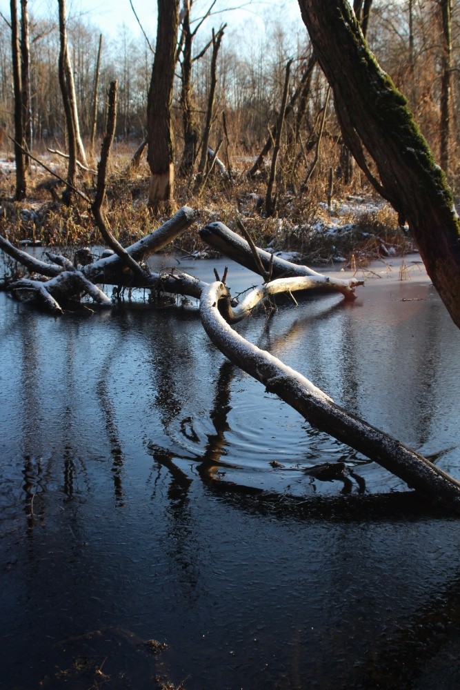 Morgen auf dem Sumpf