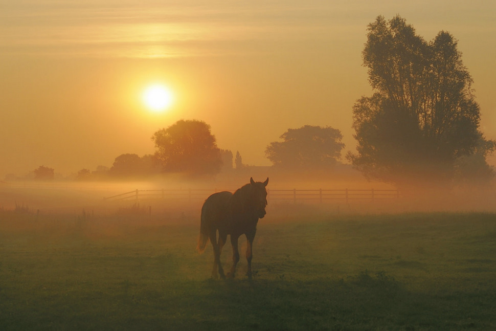 Horse in the morning mist.