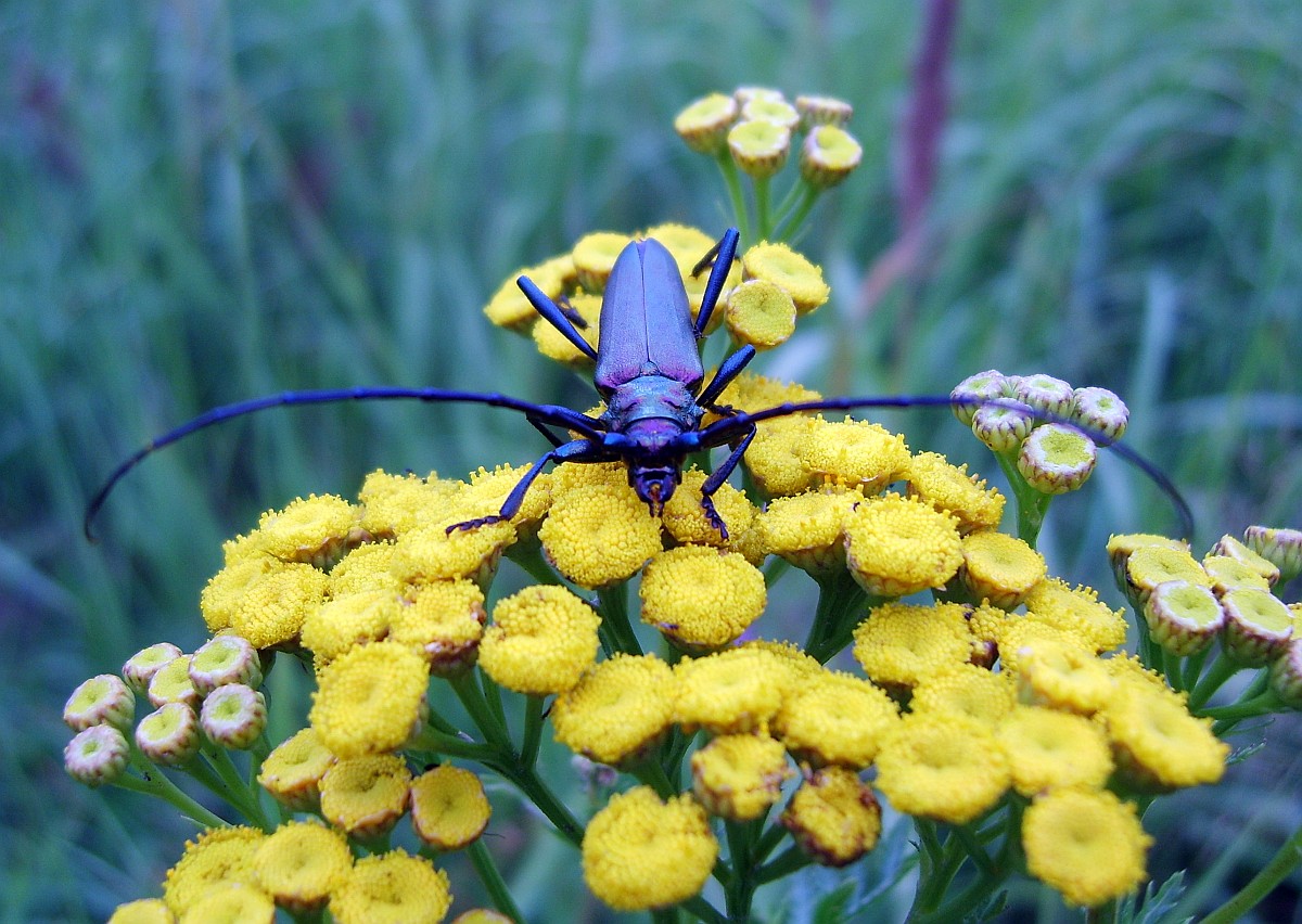 Schnauzbart für Schönheit
