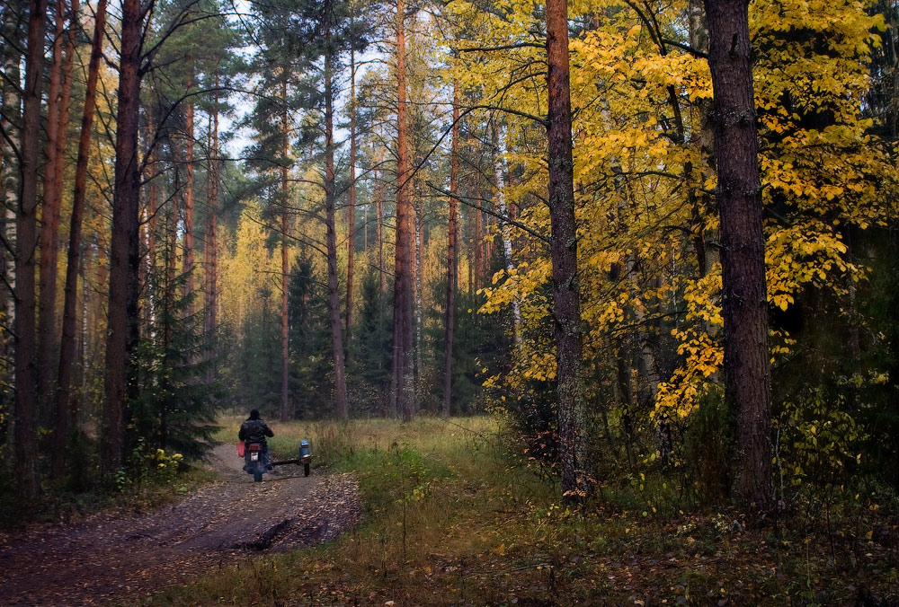 Für die aktuellen Pilze