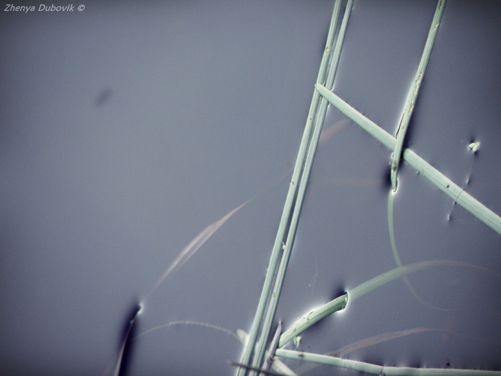 Auf der Oberfläche des Wassers.