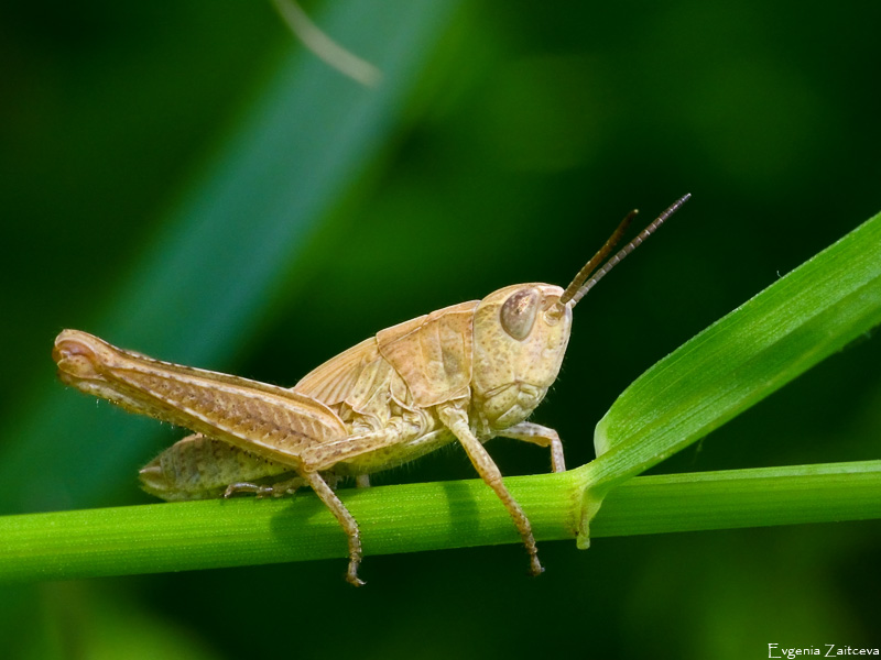 Grasshopper Nymphe
