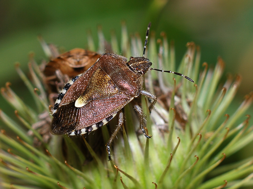 Bettwanzen - Verteidiger