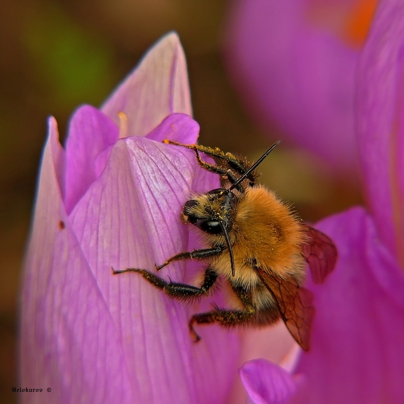 Hummel Bombus lucorum