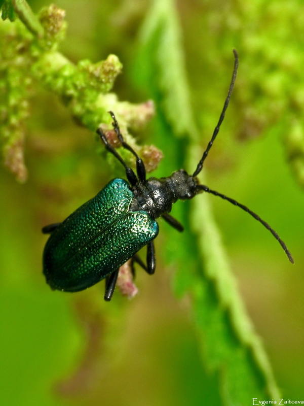 Mustache chernogrudy