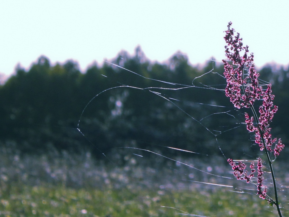 Der Traum vom Sommer