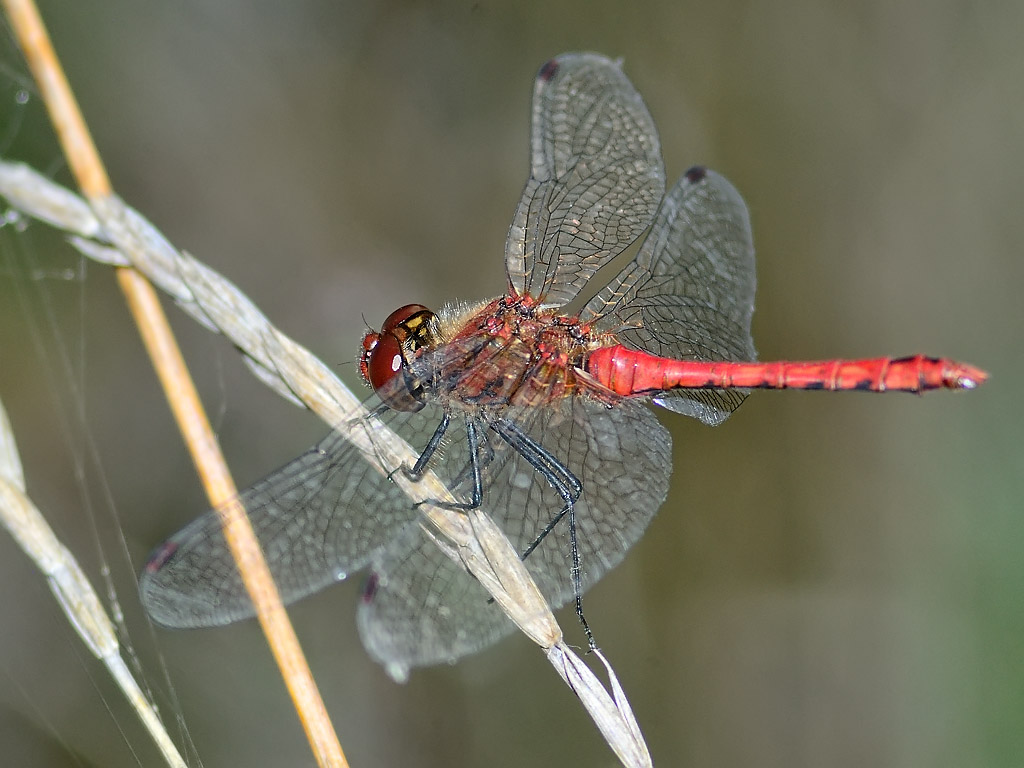 Dragonfly