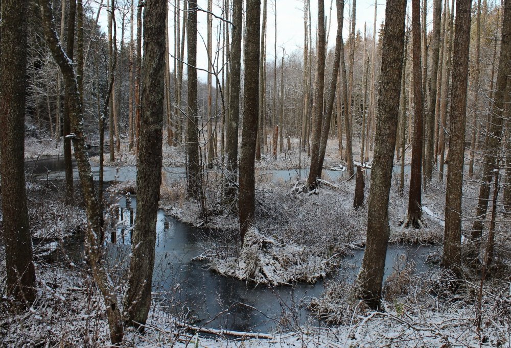 Blau-Schmuckschildkröte