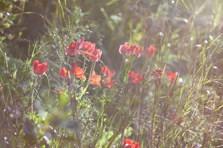 In den Strahlen der Sonne.