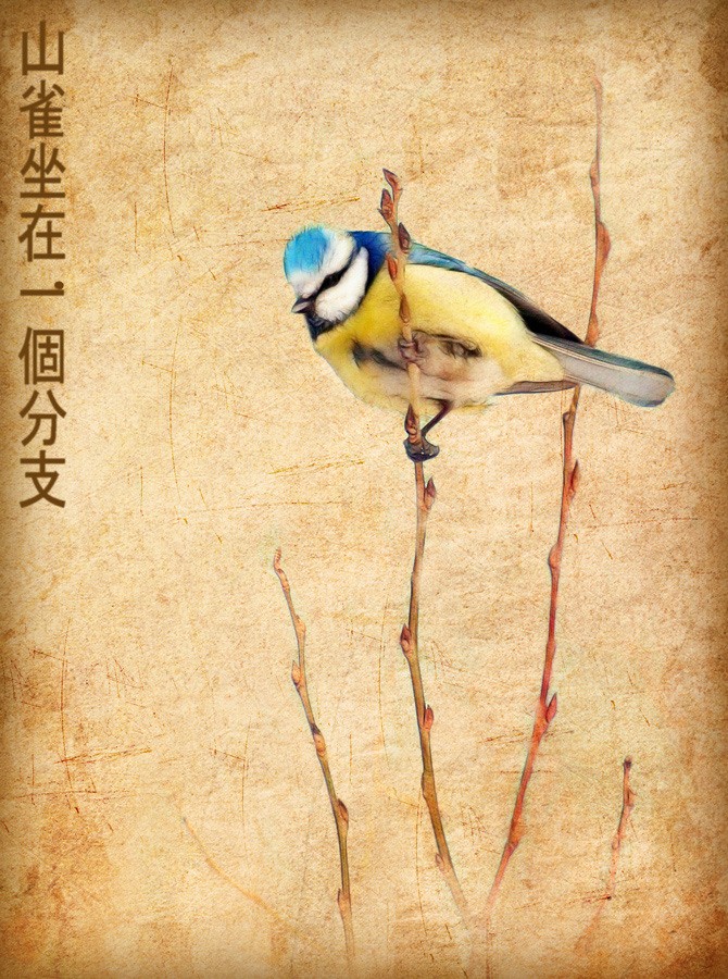 Chickadee auf einem Zweig