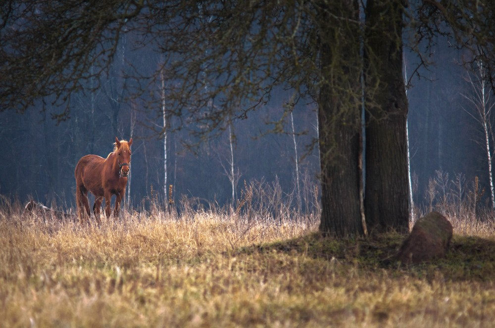 der Rosskastanie ...