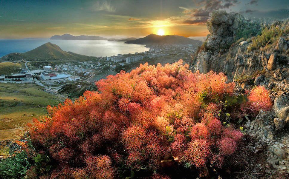 Hier Sumach brennendes Feuer Blume ...