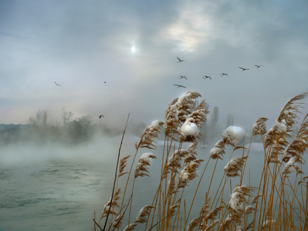 Fliegende Vögel in der Milch ...