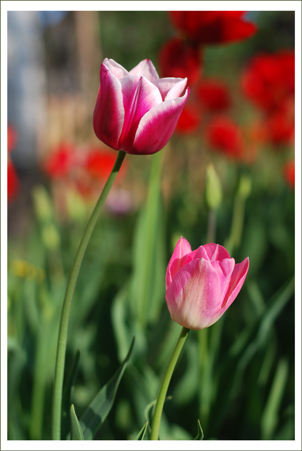 The Tulips