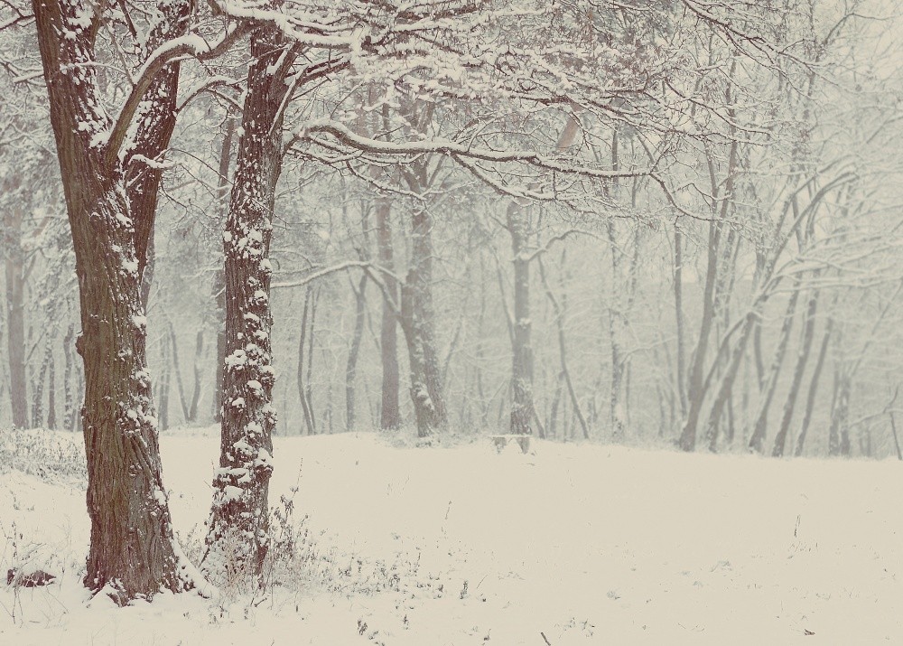 wenn - die Bäume wurden in den Wald gehen ....